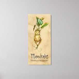 Impressão Em Tela Plantas Mágicas Mandrake 2 20,24'' x 45,36'' Canva
