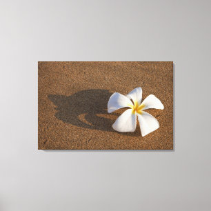 Impressão Em Tela Plumeria em praia arenosa, Maui, Havaí, EUA