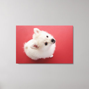 Impressão Em Tela Pomeranian no tapete vermelho