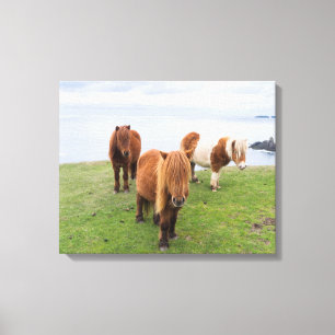 Impressão Em Tela Pône Shetland em Pastagem Perto de Falésias Altas