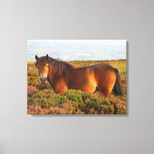 Impressão Em Tela Pônei Exmoor, cavalo, Somerset, Inglaterra