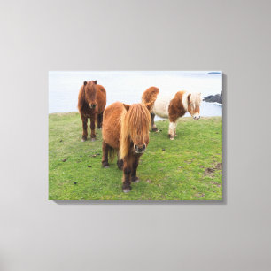 Impressão Em Tela Pônei Shetland em Pastagem Perto de Falésias Altos