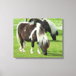 Impressão Em Tela Pôneis Paint Shetland de raça pura