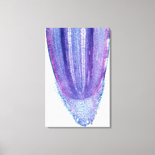 Impressão Em Tela Ponta da raiz da planta de milho