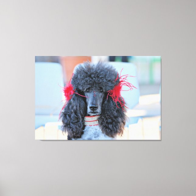Impressão Em Tela Poodle Day 2016 - Phoebe - Standard Poodle (Frente)
