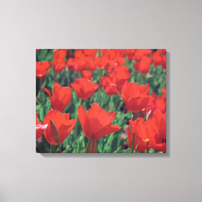 Impressão Em Tela Poppies vermelhos (Frente)