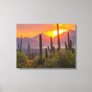 Impressão Em Tela Pôr do sol no cacto do deserto, Arizona
