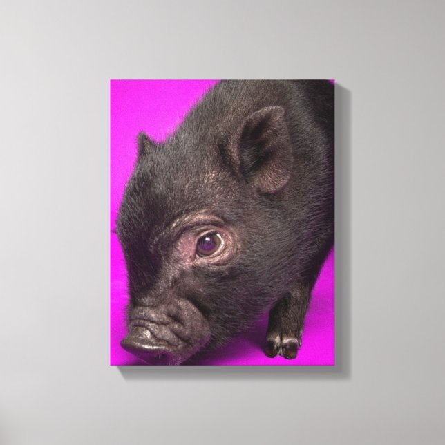 Impressão Em Tela Porco Negro Bebê (Frente)