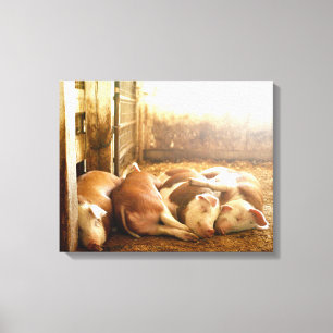 Impressão Em Tela Porcos Snuggling das imagens de Getty