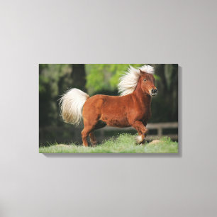 Impressão Em Tela Posição diminuta do cavalo