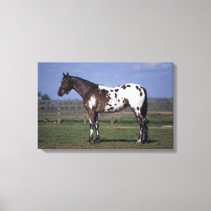 Impressão Em Tela Posição do cavalo do Appaloosa