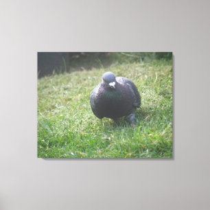 Impressão Em Tela Posicionando a tela de desenho Pigeon