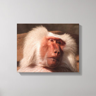 Impressão Em Tela Poster de macaco bonito