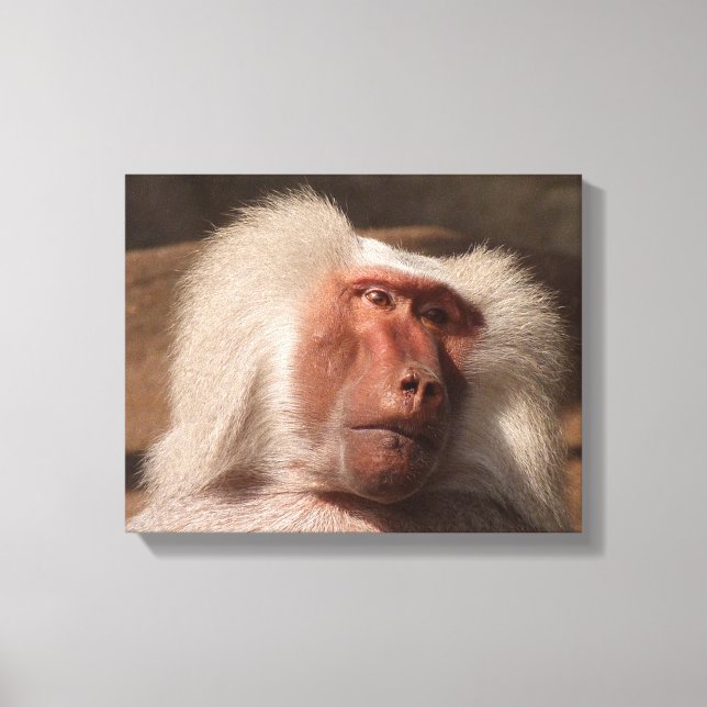 Impressão Em Tela Poster de macaco bonito (Frente)