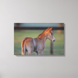 Impressão Em Tela Potro de um quarto do cavalo