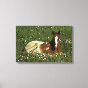 Impressão Em Tela Potro do Appaloosa que estabelece nas flores