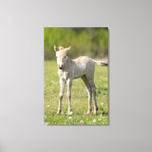 Impressão Em Tela Potro do Cavalo de Przewalski, Hungria