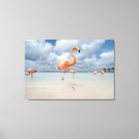 Praias Tropicais | Flamingos Beach, Aruba