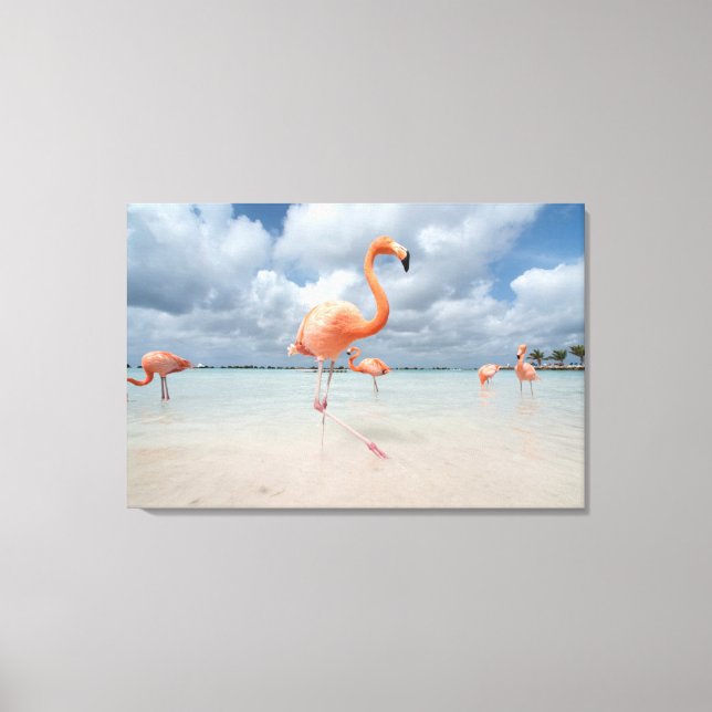 Impressão Em Tela Praias Tropicais | Flamingos Beach, Aruba (Frente)