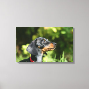Impressão Em Tela Preto e Dachshund 3 de Tan Miniture