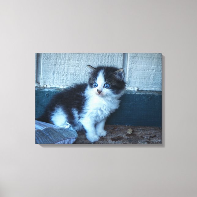 Impressão Em Tela Preto + Gatinho Branco (Frente)