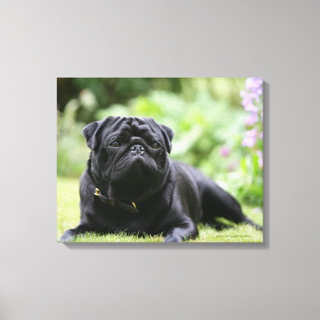 Impressão Em Tela Preto Pug Para Baixo (Frente)
