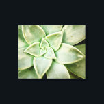Impressão Em Tela Primavera Succulent<br><div class="desc">"Primavera Succulent I" de Jason Johnson. Possui um close de um suculento.</div>