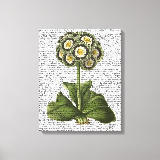 Impressão Em Tela Primula Auricula Azul (Frente)