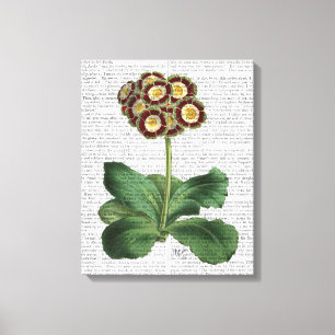 Impressão Em Tela Primula Auricula Vermelha