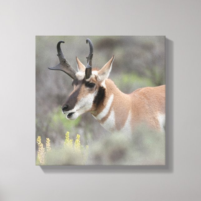 Impressão Em Tela Pronghorn Antelope Buck | Grand Tetons (Frente)
