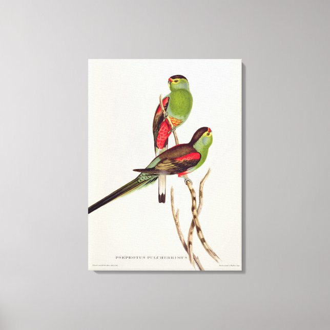 Impressão Em Tela Psephotus Pulcherrimus (Frente)