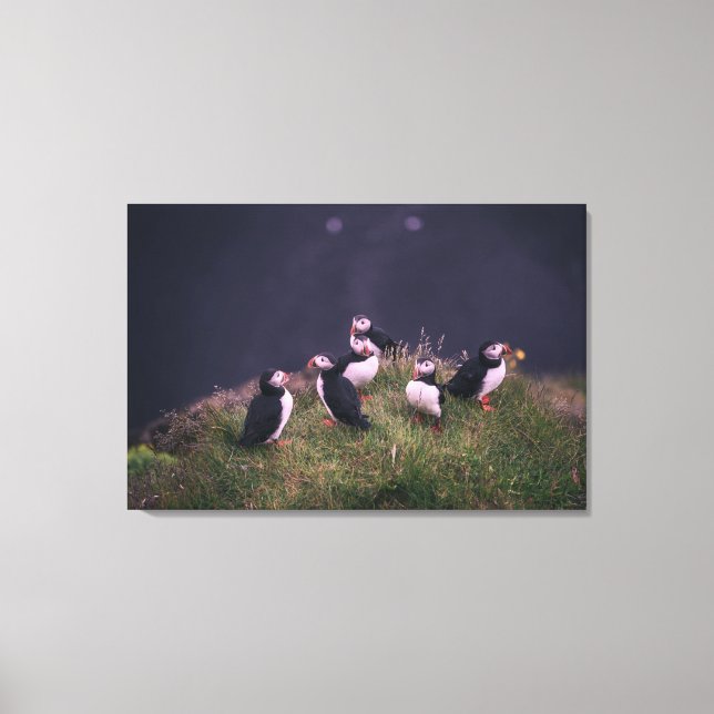 Impressão Em Tela Puffins Atlântico (Frente)