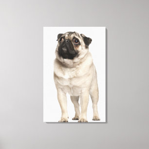 Impressão Em Tela Pug (13 meses velho) que olha acima