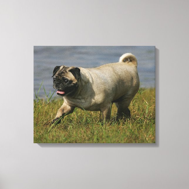 Impressão Em Tela Pug Brincando Perto Da Água (Frente)