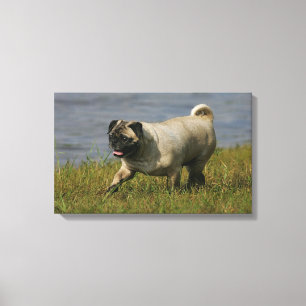 Impressão Em Tela Pug que joga perto da água