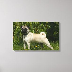 Impressão Em Tela Pug que olha a câmera