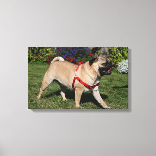 Impressão Em Tela Pug que veste o chicote de fios vermelho