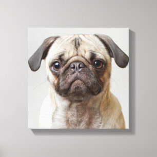 Impressão Em Tela Pug Retrato