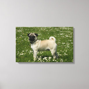 Impressão Em Tela Pug Tocando em Flores