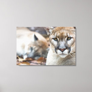 Impressão Em Tela Puma, leão-da-montanha, pantera-da-flórida, Puma