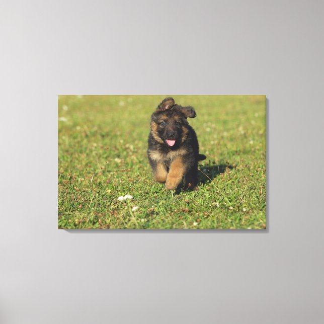 Impressão Em Tela Puppy em execução (Frente)