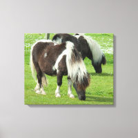 Purebred Shetland Paint Ponies