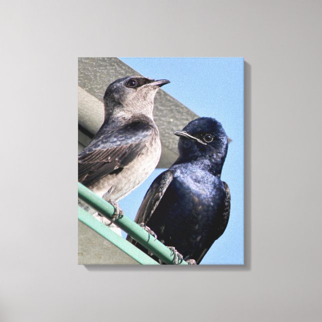 Impressão Em Tela Purple Martin Mates (Frente)