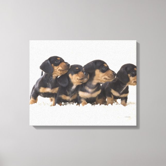 Impressão Em Tela Quatro Mini Dachshund (Frente)