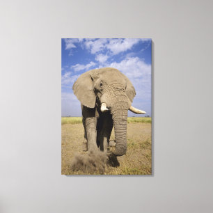 Impressão Em Tela Quênia: Parque Nacional de Amboseli, elefante mach