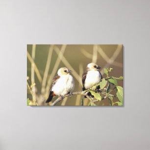 Impressão Em Tela Quênia, Reserva Nacional de Samburu