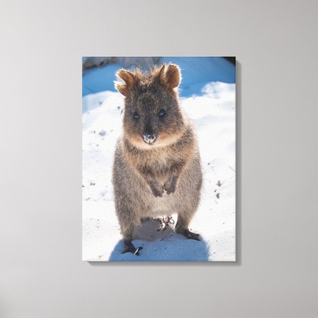 Impressão Em Tela Quokka, Rottnest Island, Austrália (Frente)