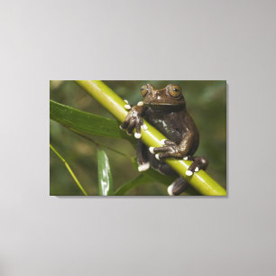 Impressão Em Tela Rã-arbórea-cativa-tapichalaca Hyloscirtus