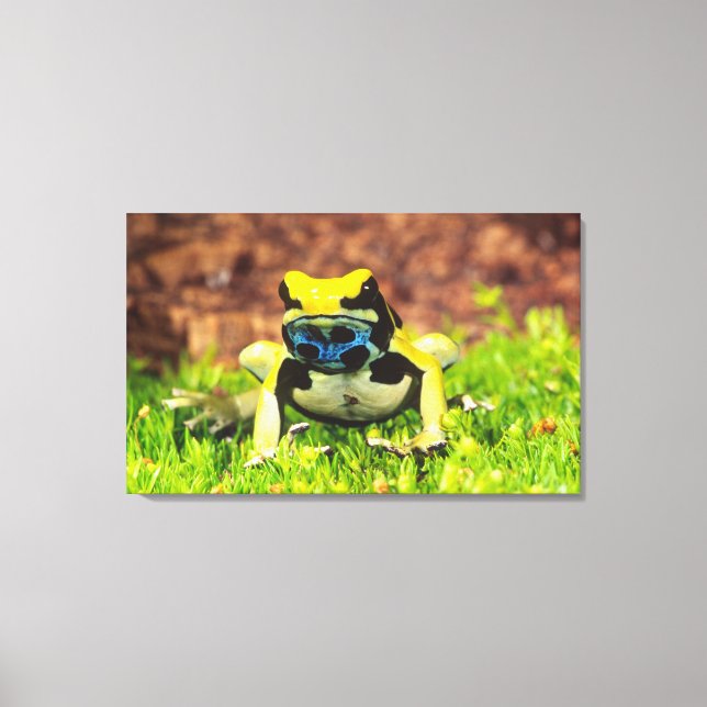 Impressão Em Tela Rã-veneno-de-tinte, Dendrobates tinctorius, (Frente)