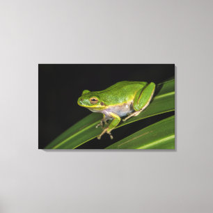 Impressão Em Tela Rã-verde (Hyla cinerea) 2